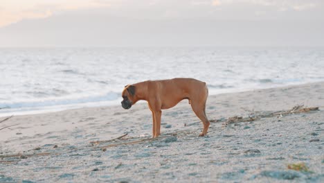 boxer dog walking and sniffing on the beach