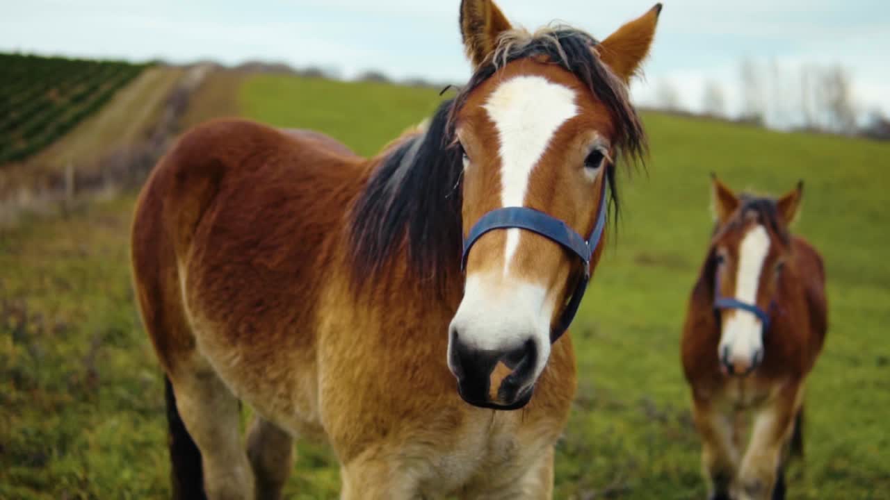 un par de caballos de tiro daneses de jutlandia en un campo en cámara lenta