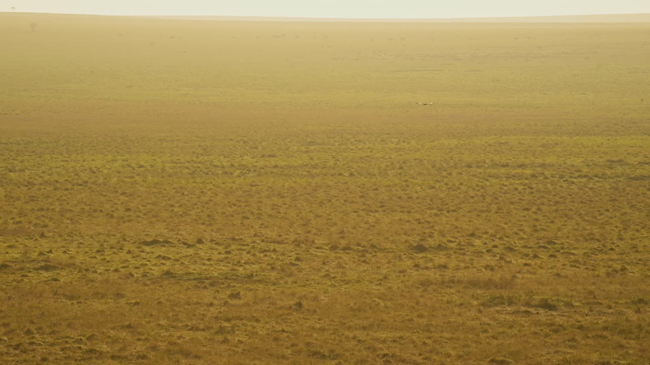Slow Motion of Aerial Shot of Bird Flying Over Beautiful Masai Mara Landscape Scenery in Misty Orange Sunrise View From Above in Kenya Hot Air Balloon Ride Flight, Amazing Savanna Mist in Maasai Mara