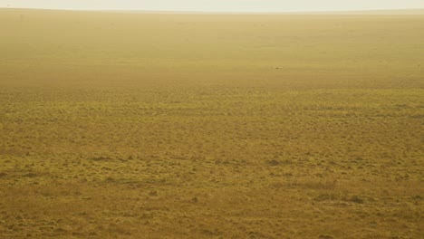 slow motion of aerial shot of bird flying over beautiful masai mara landscape scenery in misty orange sunrise view from above in kenya hot air balloon ride flight, amazing savanna mist in maasai mara