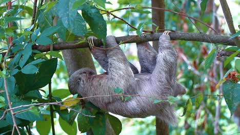chilling-adult-sloth,-baby-sloth-laughing-to-camera,-watching-to-camera,-sloth-saying-hi,-climbing-in-the-jungle,-slow-animals