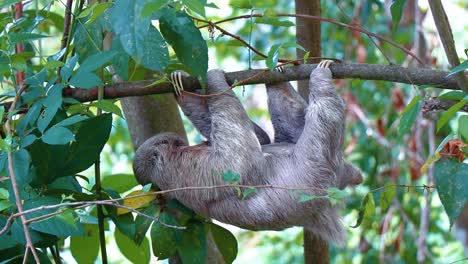 perezoso adulto, perezoso bebé riendo a la cámara, mirando a la cámara, perezoso diciendo hola, escalando en la jungla, animales lentos