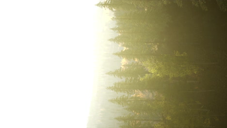 vertical-format-of-misty-mountain-forest-landscape-in-the-morning