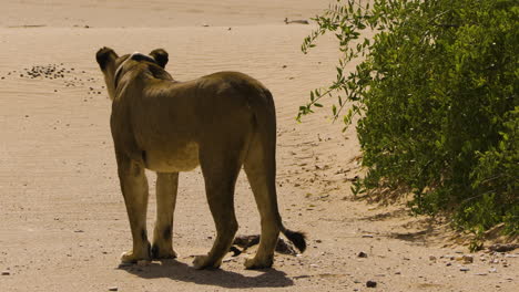 desert adapted lioness stands next to a bush in the namib desert, observing her surroundings. the desert lioness wears a collar with a transmitter for monitoring wildlife. view from behind.