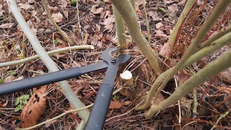 worker gloves cut tree branches with lopper close to ground and toss away