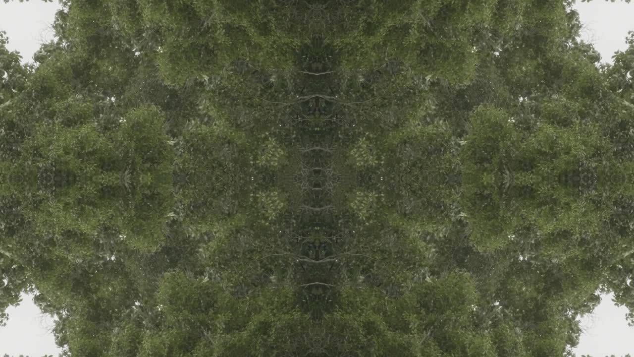 caleidoscopio de vegetación usando imágenes de bosque de wissahickon creek, philadelphia, #50