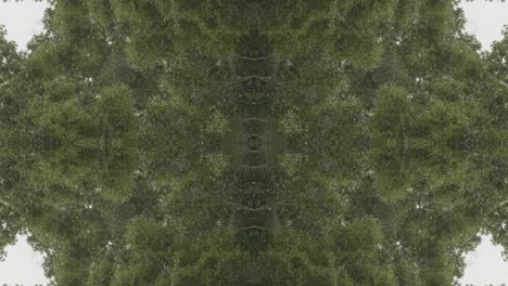 greenery kaleidoscope using forest imagery from wissahickon creek, philadelphia, #50
