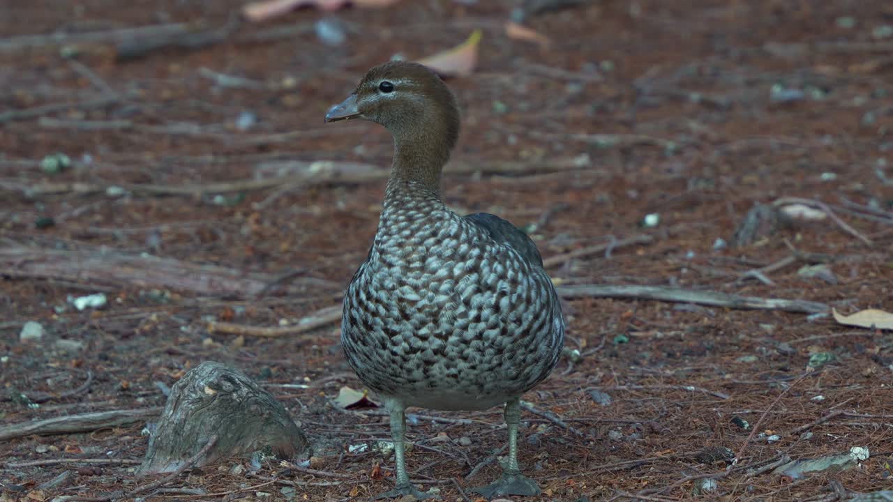 A female Australian wood duck (Chenonetta jubata) with speckled plumage stands on a patch of earthy ground covered with leaf litter and small branches, close up shot