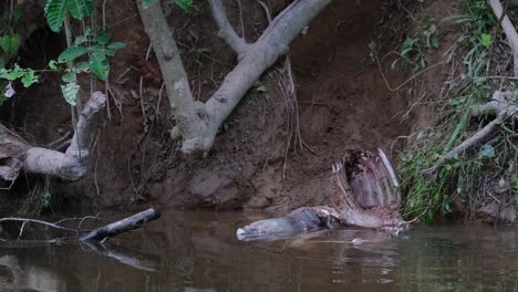 Monitor-De-Agua-Asiático,-Varanus-Salvator,-Tailandia