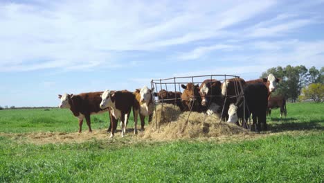 cows grazing on a sunny pasture with feeding equipment, daylight