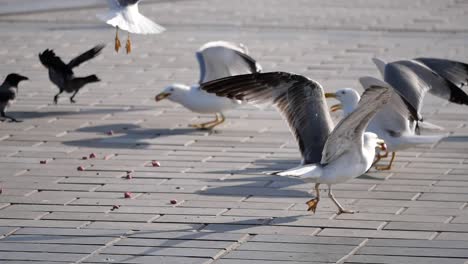 seagulls and crow feeding on pavement