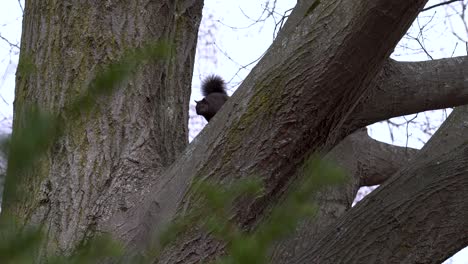 a squirrel glares at the camera from a tree