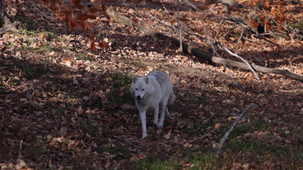 lobo ártico corriendo por el bosque en otoño siguiendo el zoom