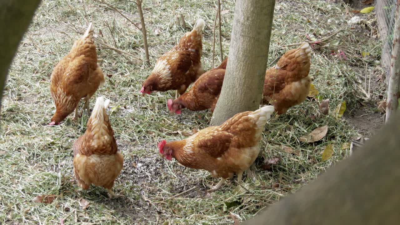 Chickens happily explore their natural habitat showcasing the beauty of farm life.