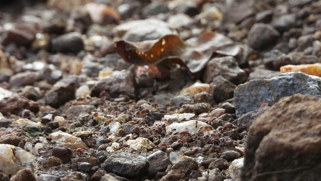 Ants walking on rocks .