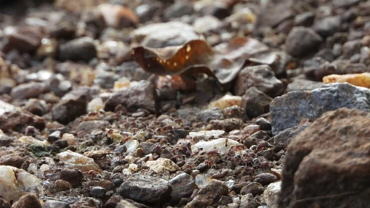 Ants walking on rocks .