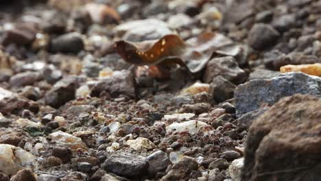 ants walking on rocks .