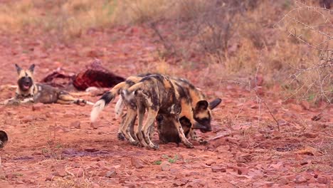 La-Familia-De-Perros-Salvajes-Africanos-Juega-Alegremente-En-La-Arena-Roja-De-Madikwe,-áfrica