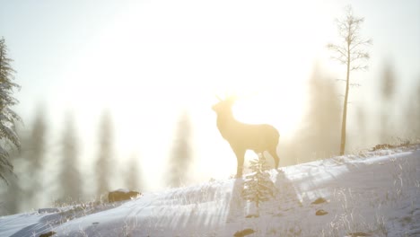 proud noble deer male in winter snow forest