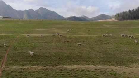 a small herd of sheep running a green pasture with beautiful mountains in the far background