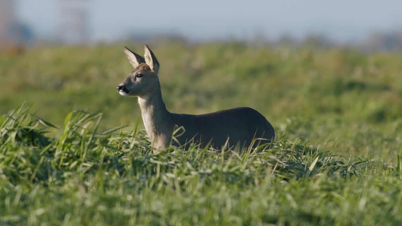 Primo piano perfetto di un capriolo selvatico comune su un prato pascolo, sotto la luce dell'ora d'oro autunnale