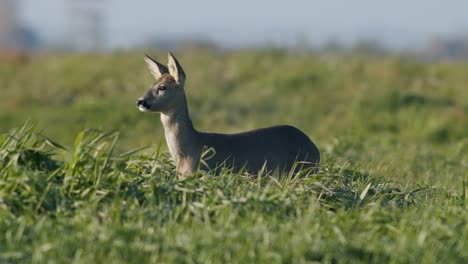 common wild roe deer perfect closeup on meadow pasture autumn golden hour light