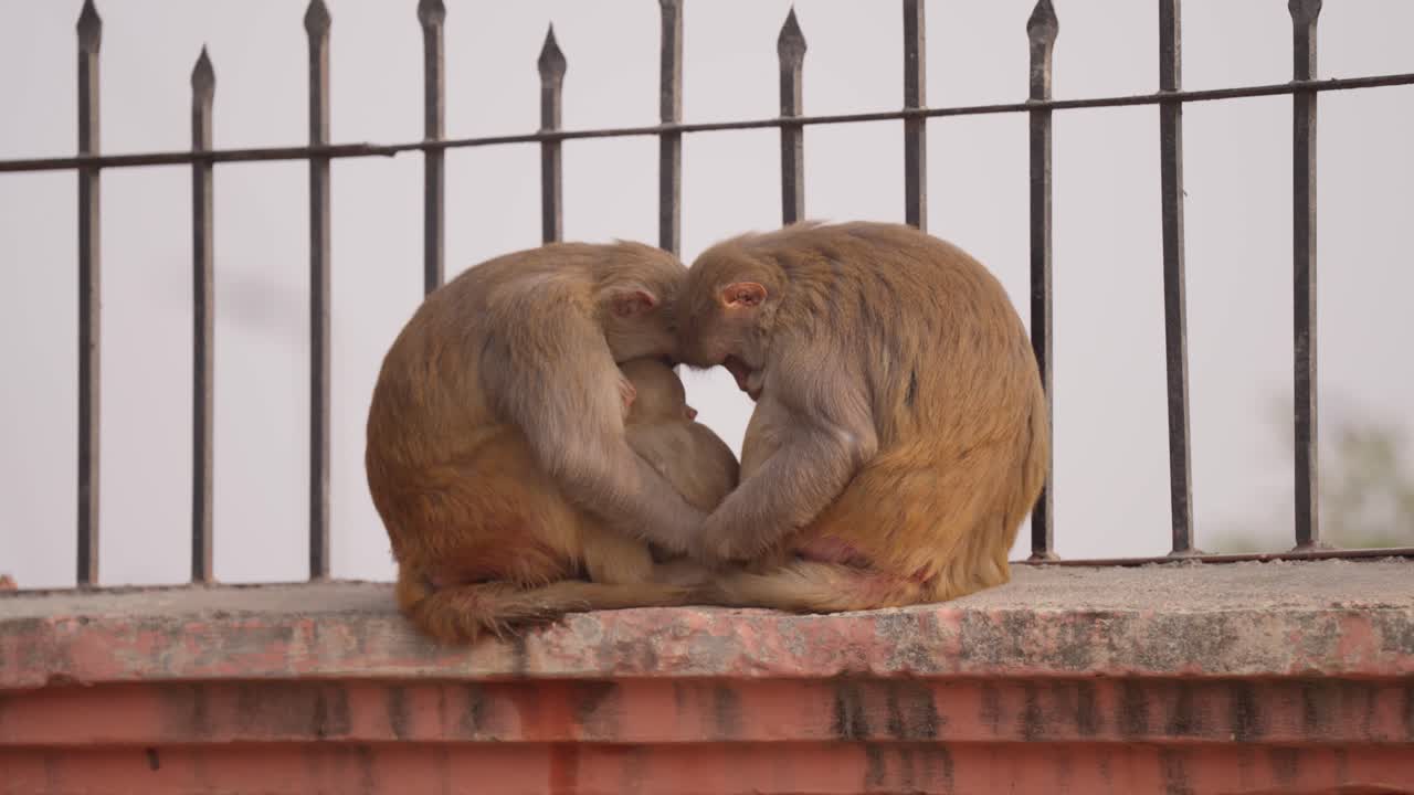 familia de monos durmiendo juntos en la pared del puente en la ciudad
