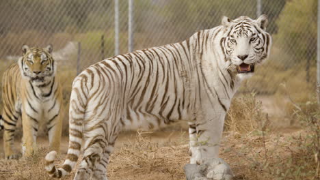 Two-tigers-in-captivity-of-a-zoo