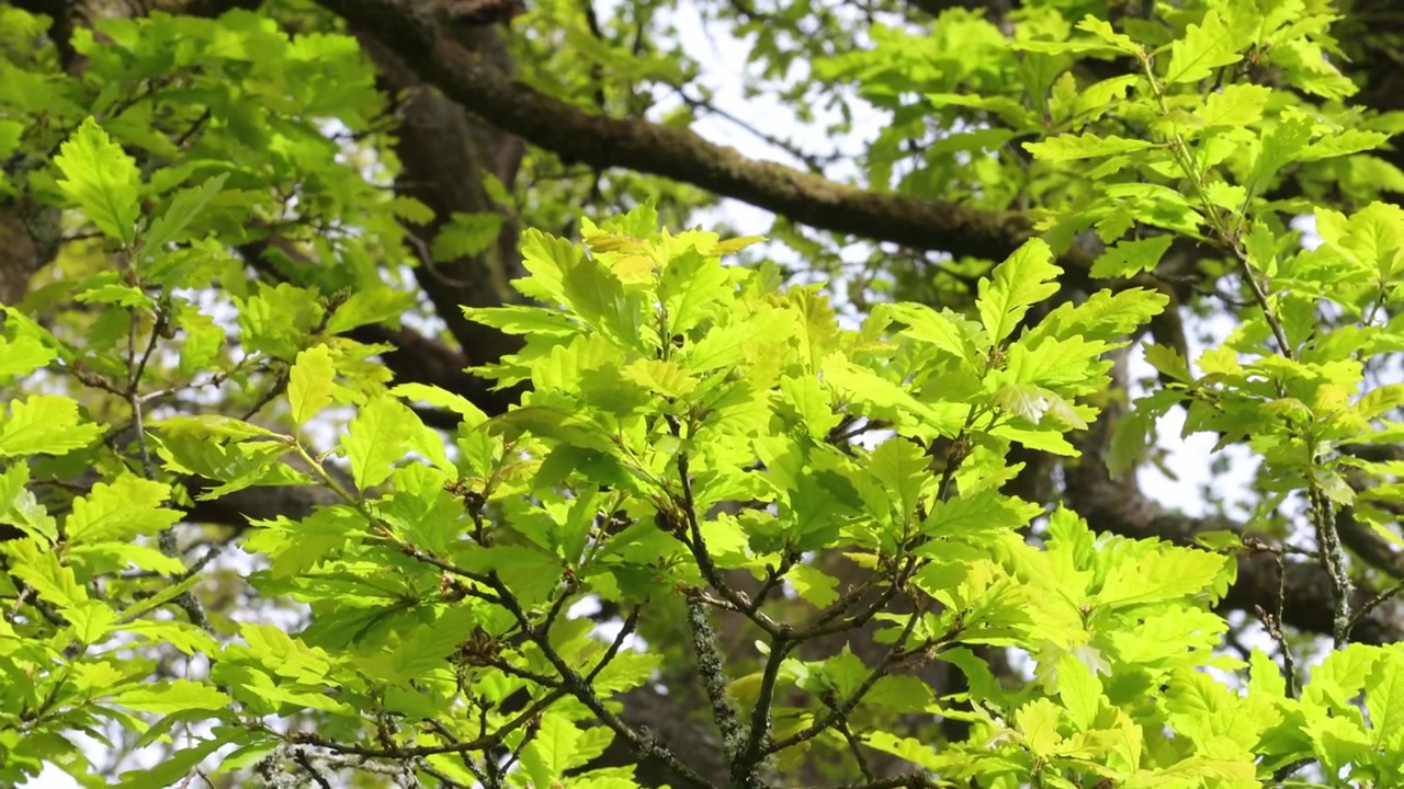Hojas jóvenes creciendo en un roble común o inglés, Quercus robur, en primavera. Gales. Reino Unido.