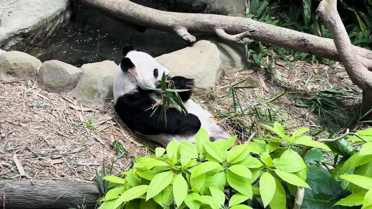 un oso panda perezoso comiendo bambú verde en un parque zoológico
