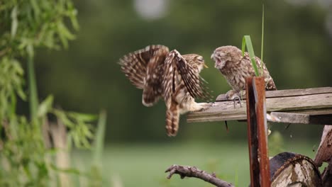 slow motion shot of adult owl feeding baby owl and flying away in nature, close up