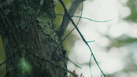 close-up of tree trunk and branches in sunlight