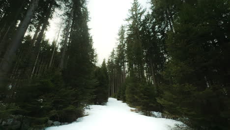 snowy forest path