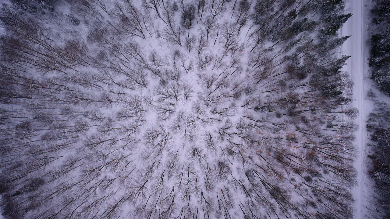 Ripresa aerea a volo d'uccello di una foresta invernale nel Michigan settentrionale.