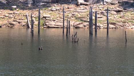 water flows around the remains of trees in a river