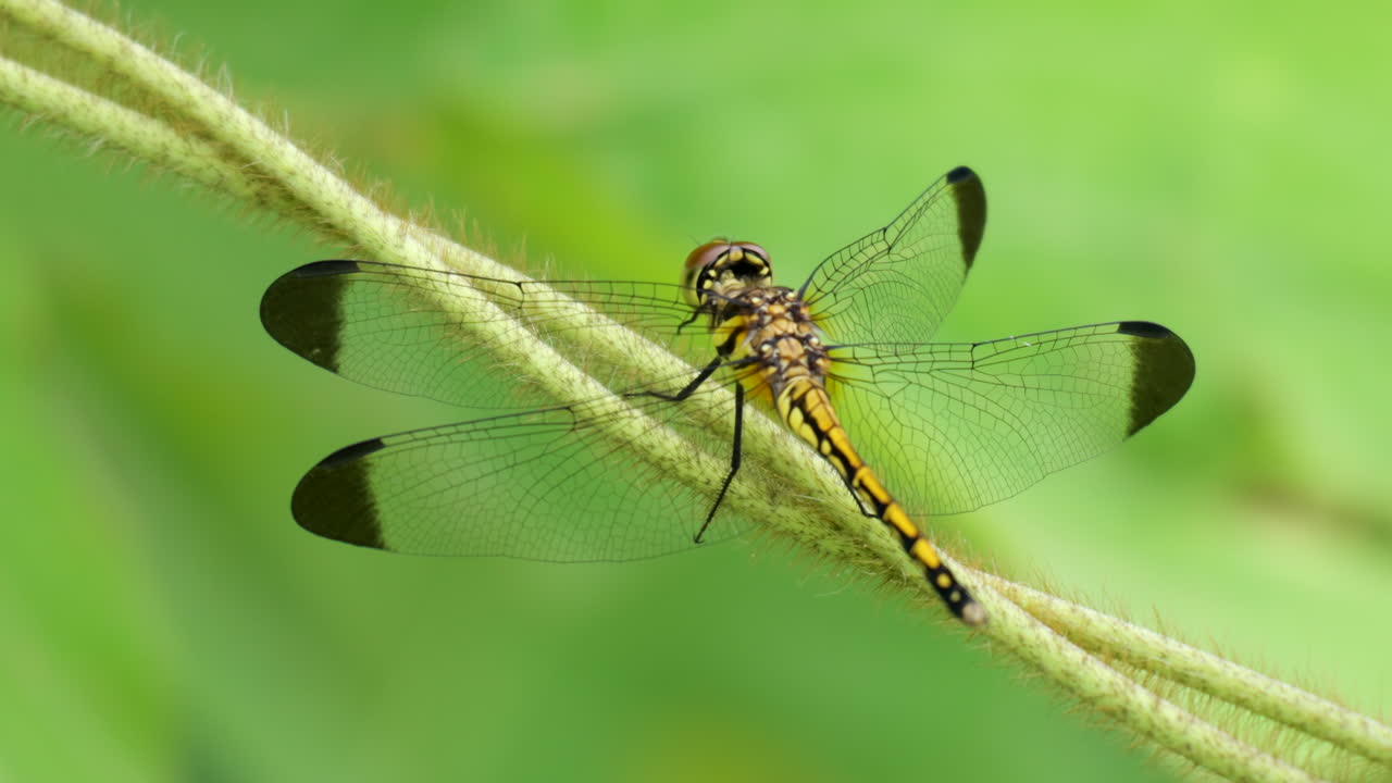 el dragón de la orilla del mar macro erythrodiplax berenice sentado en una planta verde y tocando la cabeza con las piernas limpiando los ojos