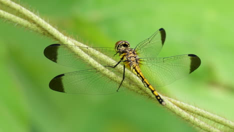 Seaside-Dragonlet-Macro-Erythrodiplax-Berenice-Sitting-On-Green-Plant-and-Touching-Head-with-Legs-Cleaning-Eyes