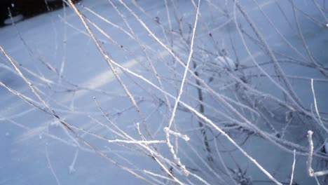 Frozen-bushes-covered-in-snow-panning-shot