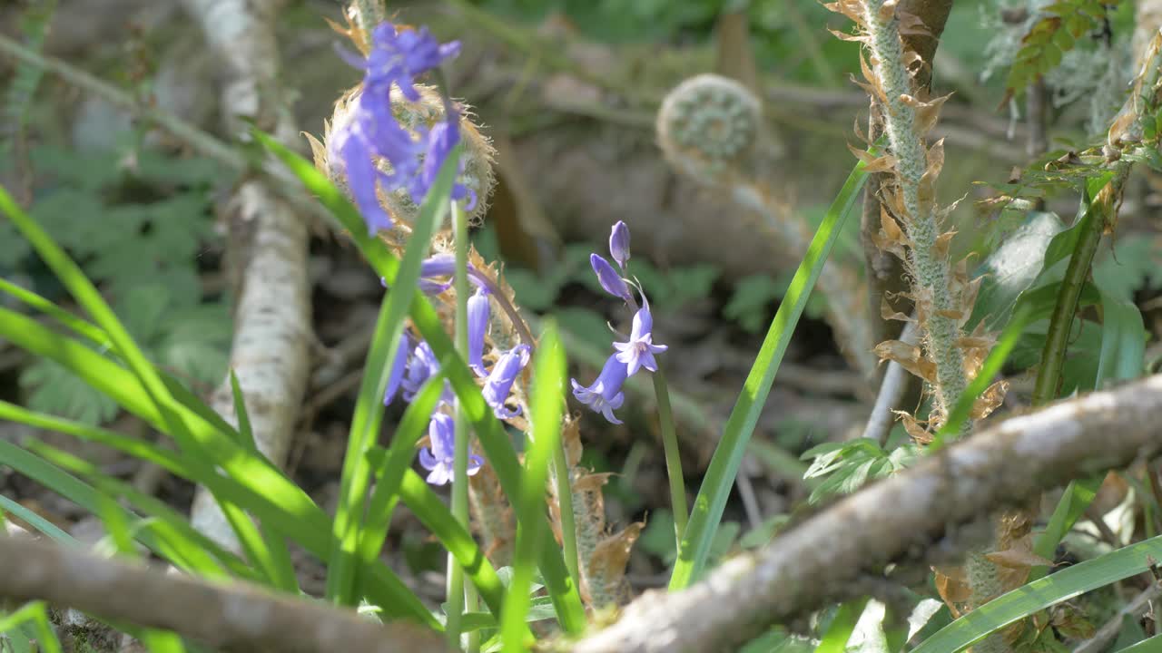 Bluebell Flowers (Hyacinthoides) in Spring Woodland Sunlight zoom in