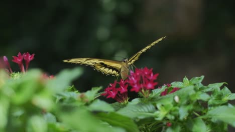 mariposa amarilla recolectando néctar de la flor morada