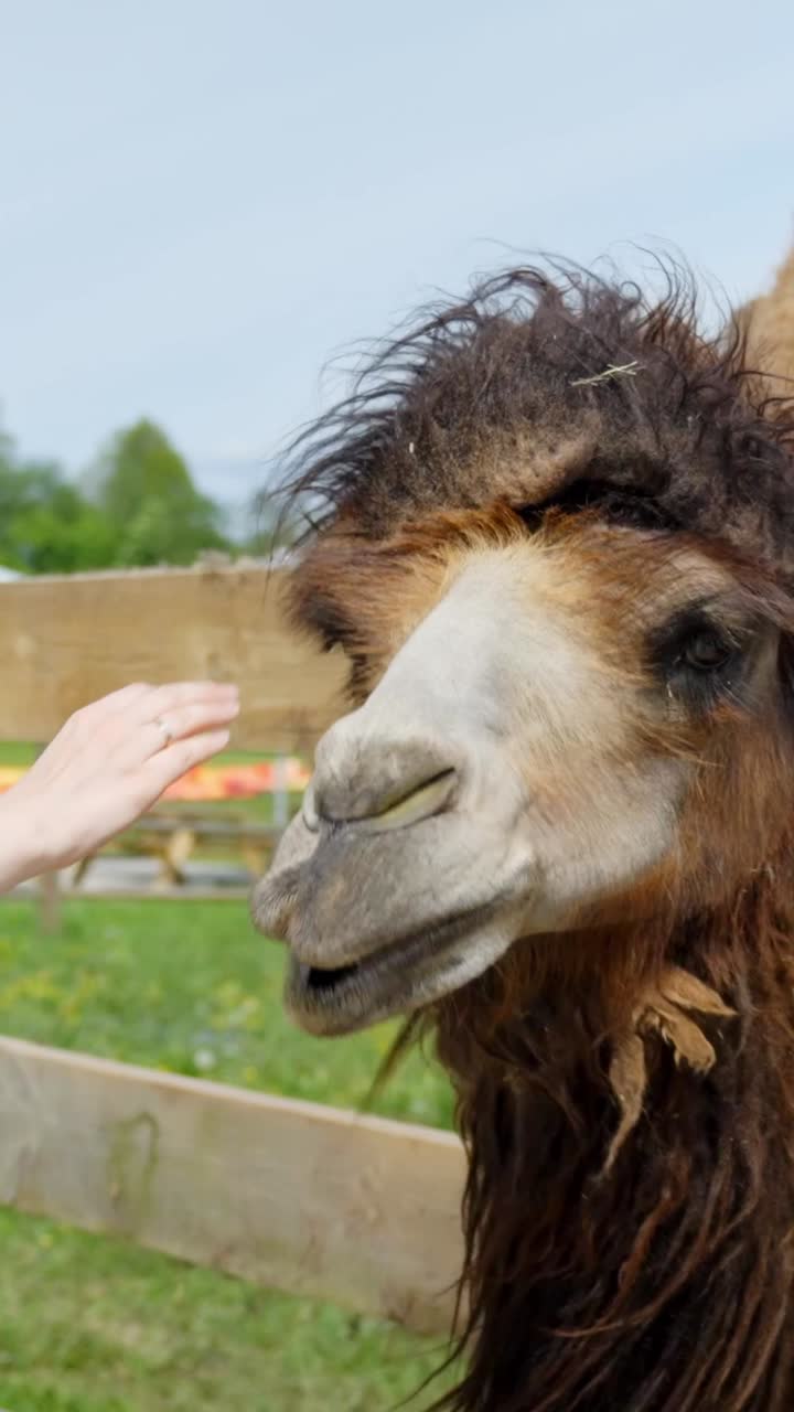 Camel in close-up, looking out from behind a wooden fence in a natural setting