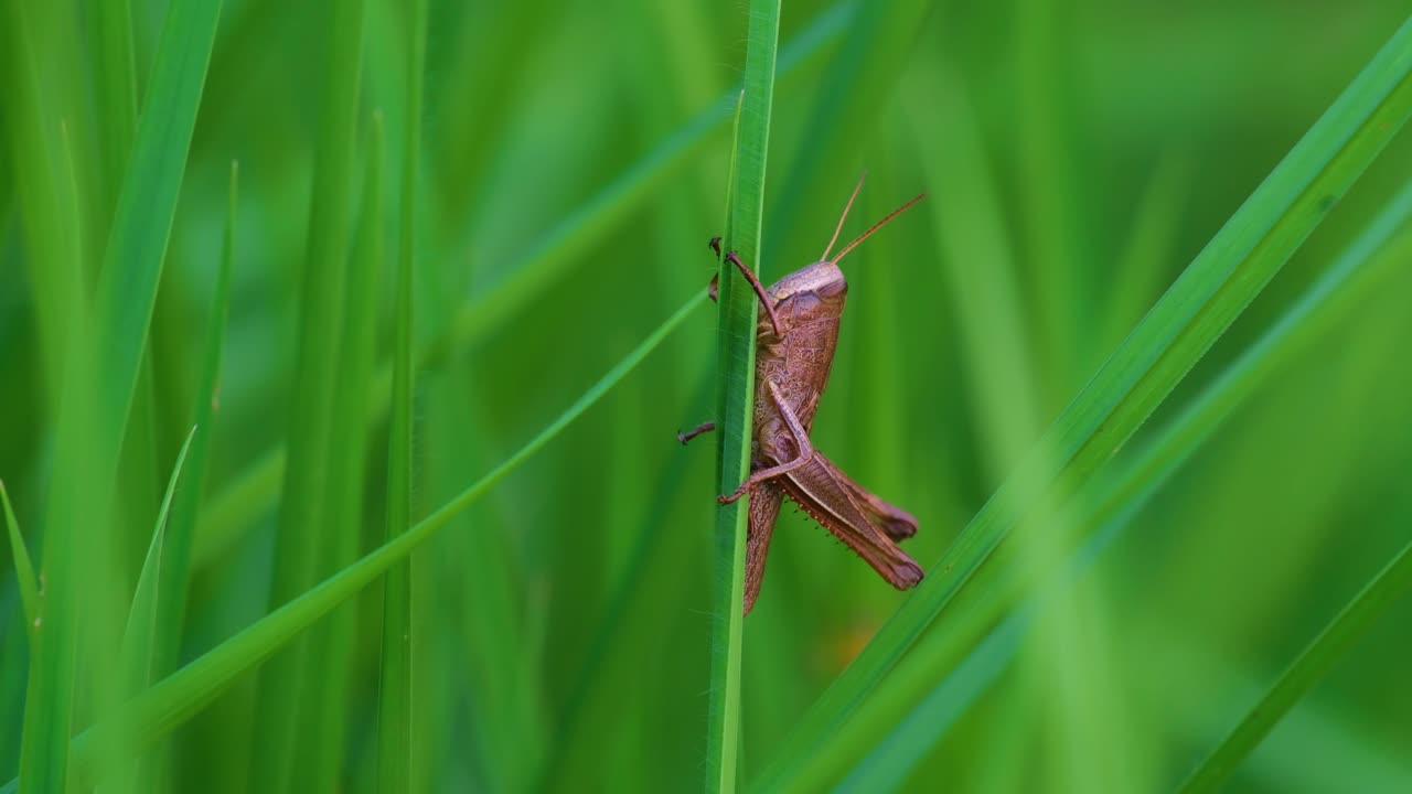 Solitaria cavalletta marrone che riposa su un filo d'erba di una risaia del Bangladesh.