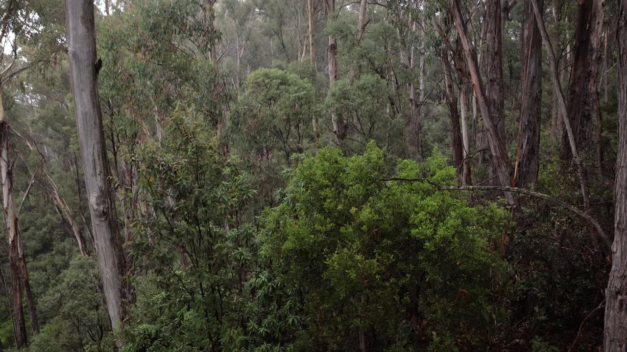 Handheld footage at Scammells Ridge lookout on the Alpine Way on a cloudy and rainy day