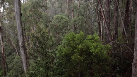 Handheld-footage-at-Scammells-Ridge-lookout-on-the-Alpine-Way-on-a-cloudy-and-rainy-day