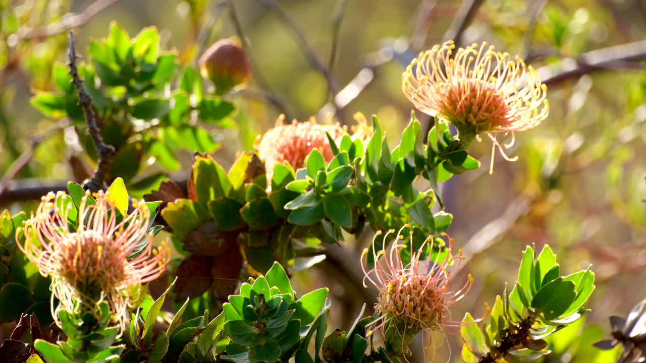 Yellow Leucospermum cordifolium pincushion in afternoon sunlight, close-up