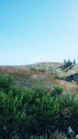 un hermoso prado con flores silvestres en flor