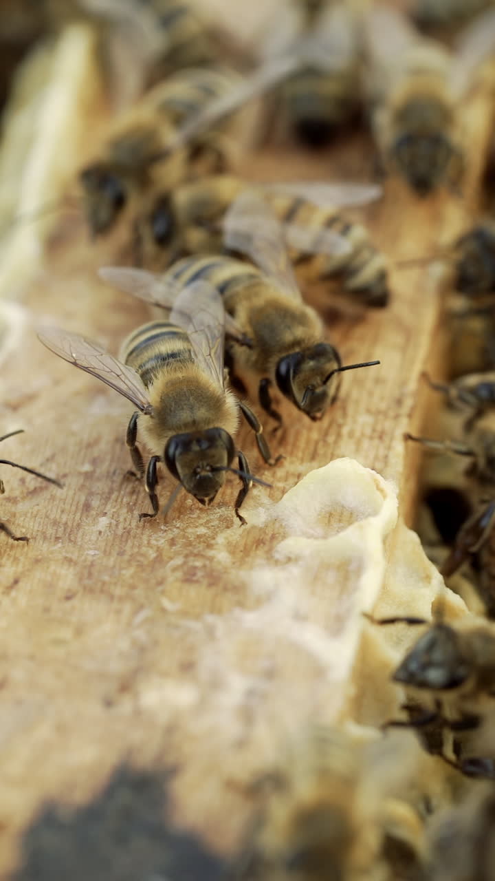 bees bring honey to their beehives in warm weather all day. Apiculture. Honey bees on wooden frames in beehive. Bees in the hive convert nectar to honey. Vertical video