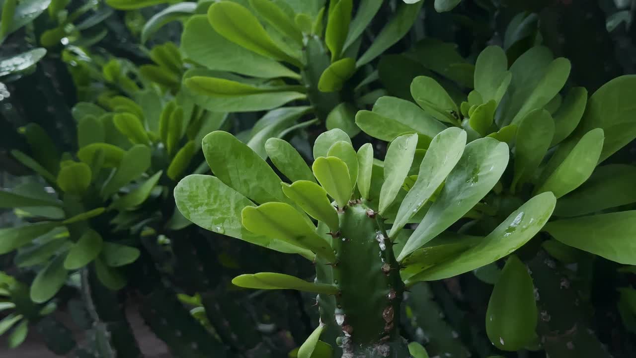 싱싱한 잎이 달린 초록색 선인장 식물이에요. 부드럽게 카메라를 밀어 넣는 듯한 움직임으로 촬영하여 자연스러운 텍스처와 생생한 녹색을 강조했어요.