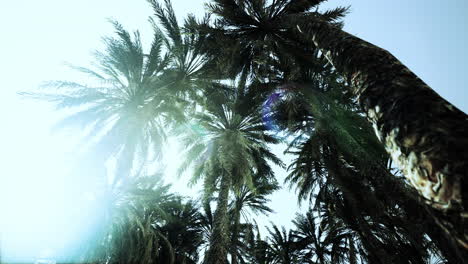 Underside-of-the-coconuts-tree-with-clear-sky-and-shiny-sun