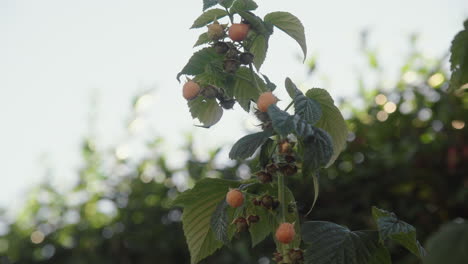 gele frambozen met vruchten die op een zonnige dag in de tuin groeien